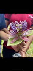 Passiflora