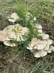Macrocybe titans