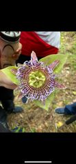 Passiflora