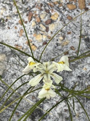 Moraea anomala
