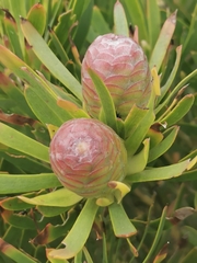 Proteaceae