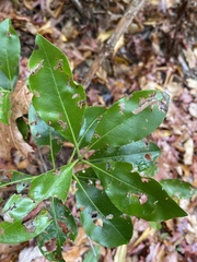 Mycosphaerella colorata