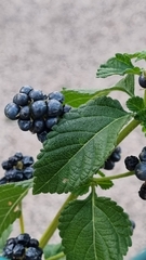 Lantana montevidensis