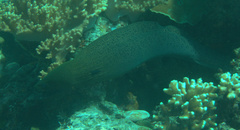 Gymnothorax javanicus