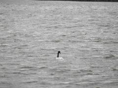 Cygnus melancoryphus