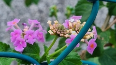 Lantana montevidensis