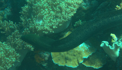 Gymnothorax javanicus