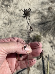 Cordylanthus rigidus