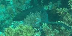 Gymnothorax javanicus