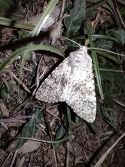 Polymixis flavicincta