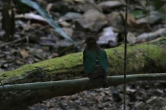 Chalcophaps longirostris