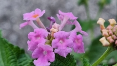 Lantana montevidensis