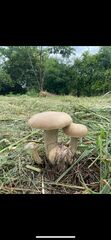 Macrocybe