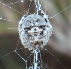 Caerostris sexcuspidata