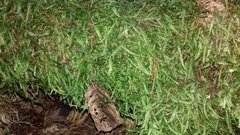 Plagiothecium undulatum