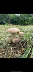 Macrocybe