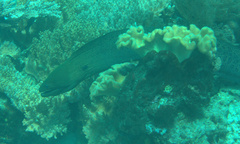 Gymnothorax javanicus