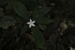 Atractocarpus hirtus