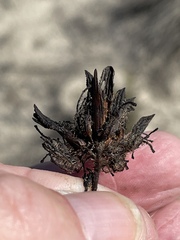 Cordylanthus rigidus