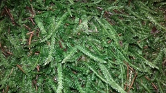 Plagiothecium undulatum