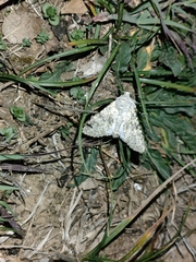 Polymixis flavicincta