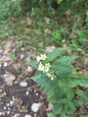 Vincetoxicum hirundinaria