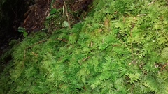 Thuidium tamariscinum