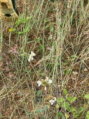 Diplotaxis erucoides