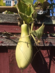 Cucurbita moschata