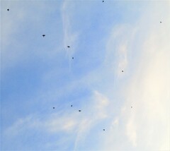 Turdus pilaris