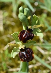 Ophrys sphegodes