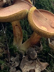 Xerocomellus armeniacus