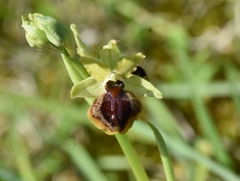 Ophrys sphegodes