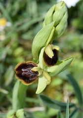 Ophrys sphegodes