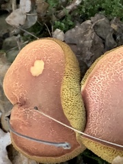 Xerocomellus armeniacus