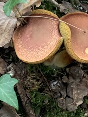 Xerocomellus armeniacus