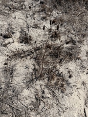 Cordylanthus rigidus