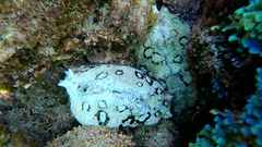 Aplysia dactylomela
