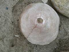 Favosites