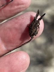 Cordylanthus rigidus