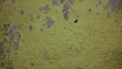 Chrysothrix chlorina