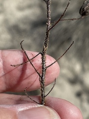 Cordylanthus rigidus