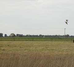 Chroicocephalus cirrocephalus