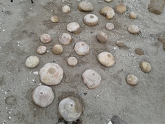 Favosites
