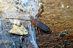 Uleiota dubia