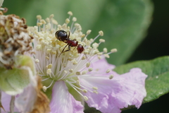 Camponotus lateralis