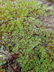 Paronychia fastigiata