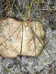 Haemanthus sanguineus
