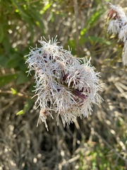 Aristeguietia salvia