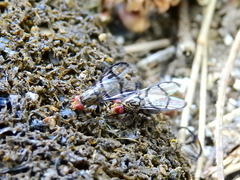 Neomyennis appendiculata